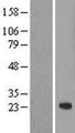 ASF1B Protein - Western validation with an anti-DDK antibody * L: Control HEK293 lysate R: Over-expression lysate