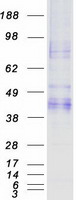 ASGR2 Protein - Purified recombinant protein ASGR2 was analyzed by SDS-PAGE gel and Coomassie Blue Staining