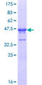 ASH1L / ASH1 Protein - 12.5% SDS-PAGE Stained with Coomassie Blue.