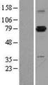 ASH2L / ASH2 Protein - Western validation with an anti-DDK antibody * L: Control HEK293 lysate R: Over-expression lysate