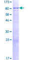 ASH2L / ASH2 Protein - 12.5% SDS-PAGE of human ASH2L stained with Coomassie Blue