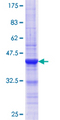 ASH2L / ASH2 Protein - 12.5% SDS-PAGE Stained with Coomassie Blue.