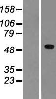 ASIC1 / ACCN2 Protein - Western validation with an anti-DDK antibody * L: Control HEK293 lysate R: Over-expression lysate