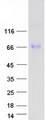 ASIC1 / ACCN2 Protein - Purified recombinant protein ASIC1 was analyzed by SDS-PAGE gel and Coomassie Blue Staining