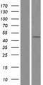 ASL / Argininosuccinate Lyase Protein - Western validation with an anti-DDK antibody * L: Control HEK293 lysate R: Over-expression lysate