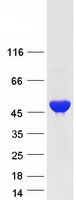 ASL / Argininosuccinate Lyase Protein - Purified recombinant protein ASL was analyzed by SDS-PAGE gel and Coomassie Blue Staining