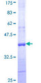 ASMT / HIOMT Protein - 12.5% SDS-PAGE Stained with Coomassie Blue.
