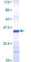 ASNA1 Protein - 12.5% SDS-PAGE Stained with Coomassie Blue.