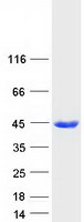 ASNA1 Protein - Purified recombinant protein ASNA1 was analyzed by SDS-PAGE gel and Coomassie Blue Staining