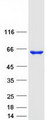 ASNS Protein - Purified recombinant protein ASNS was analyzed by SDS-PAGE gel and Coomassie Blue Staining