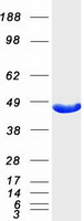 Aspartate Aminotransferase Protein - Purified recombinant protein GOT1 was analyzed by SDS-PAGE gel and Coomassie Blue Staining