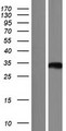 ASPDH Protein - Western validation with an anti-DDK antibody * L: Control HEK293 lysate R: Over-expression lysate