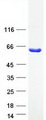 ASPG Protein - Purified recombinant protein ASPG was analyzed by SDS-PAGE gel and Coomassie Blue Staining