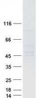 ASPHD1 Protein - Purified recombinant protein ASPHD1 was analyzed by SDS-PAGE gel and Coomassie Blue Staining