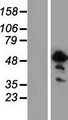 ASPHD2 Protein - Western validation with an anti-DDK antibody * L: Control HEK293 lysate R: Over-expression lysate