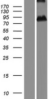 ASPIC1 / CRTAC1 Protein - Western validation with an anti-DDK antibody * L: Control HEK293 lysate R: Over-expression lysate