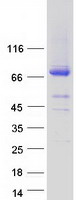 ASPIC1 / CRTAC1 Protein - Purified recombinant protein CRTAC1 was analyzed by SDS-PAGE gel and Coomassie Blue Staining
