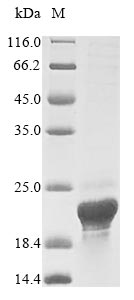 ASPRV1 / SASPase Protein - (Tris-Glycine gel) Discontinuous SDS-PAGE (reduced) with 5% enrichment gel and 15% separation gel.