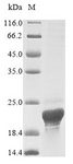 ASPRV1 / SASPase Protein - (Tris-Glycine gel) Discontinuous SDS-PAGE (reduced) with 5% enrichment gel and 15% separation gel.