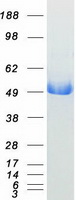 ASS1 / ASS Protein - Purified recombinant protein ASS1 was analyzed by SDS-PAGE gel and Coomassie Blue Staining