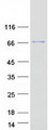 ASTE1 Protein - Purified recombinant protein ASTE1 was analyzed by SDS-PAGE gel and Coomassie Blue Staining