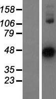 ASTL Protein - Western validation with an anti-DDK antibody * L: Control HEK293 lysate R: Over-expression lysate