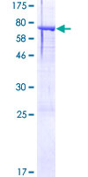 ASTN2 Protein - 12.5% SDS-PAGE of human ASTN2 stained with Coomassie Blue