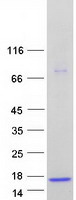 ASXL1 Protein - Purified recombinant protein ASXL1 was analyzed by SDS-PAGE gel and Coomassie Blue Staining
