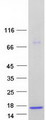 ASXL1 Protein - Purified recombinant protein ASXL1 was analyzed by SDS-PAGE gel and Coomassie Blue Staining