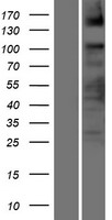 ASXL2 Protein - Western validation with an anti-DDK antibody * L: Control HEK293 lysate R: Over-expression lysate