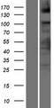 ASXL2 Protein - Western validation with an anti-DDK antibody * L: Control HEK293 lysate R: Over-expression lysate