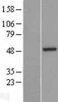 ASZ1 / Orf3 Protein - Western validation with an anti-DDK antibody * L: Control HEK293 lysate R: Over-expression lysate