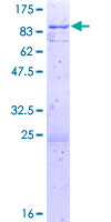 ATAD3B Protein - 12.5% SDS-PAGE of human ATAD3B stained with Coomassie Blue