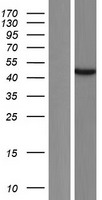 ATAD3C Protein - Western validation with an anti-DDK antibody * L: Control HEK293 lysate R: Over-expression lysate