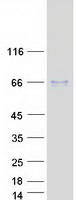 ATCAY / CLAC Protein - Purified recombinant protein ATCAY was analyzed by SDS-PAGE gel and Coomassie Blue Staining