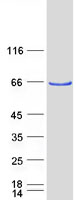 ATE1 Protein - Purified recombinant protein ATE1 was analyzed by SDS-PAGE gel and Coomassie Blue Staining