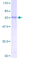 ATF1 Protein - 12.5% SDS-PAGE of human ATF1 stained with Coomassie Blue