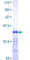 ATF1 Protein - 12.5% SDS-PAGE Stained with Coomassie Blue.