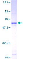 ATF2 Protein - 12.5% SDS-PAGE of human ATF2 stained with Coomassie Blue