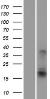ATF3 Protein - Western validation with an anti-DDK antibody * L: Control HEK293 lysate R: Over-expression lysate