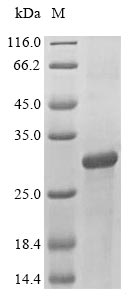 ATF3 Protein - (Tris-Glycine gel) Discontinuous SDS-PAGE (reduced) with 5% enrichment gel and 15% separation gel.