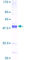 ATF3 Protein - 12.5% SDS-PAGE of human ATF3 stained with Coomassie Blue