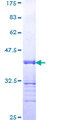 ATF3 Protein - 12.5% SDS-PAGE Stained with Coomassie Blue.