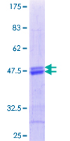 ATF5 Protein - 12.5% SDS-PAGE Stained with Coomassie Blue.