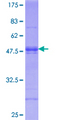 ATF6 Protein - 12.5% SDS-PAGE Stained with Coomassie Blue.