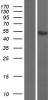 ATF7 Protein - Western validation with an anti-DDK antibody * L: Control HEK293 lysate R: Over-expression lysate