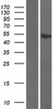 ATF7 Protein - Western validation with an anti-DDK antibody * L: Control HEK293 lysate R: Over-expression lysate