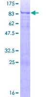 ATF7 Protein - 12.5% SDS-PAGE of human ATF7 stained with Coomassie Blue