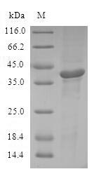 ATF7 Protein - (Tris-Glycine gel) Discontinuous SDS-PAGE (reduced) with 5% enrichment gel and 15% separation gel.