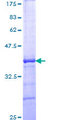 ATF7 Protein - 12.5% SDS-PAGE Stained with Coomassie Blue.